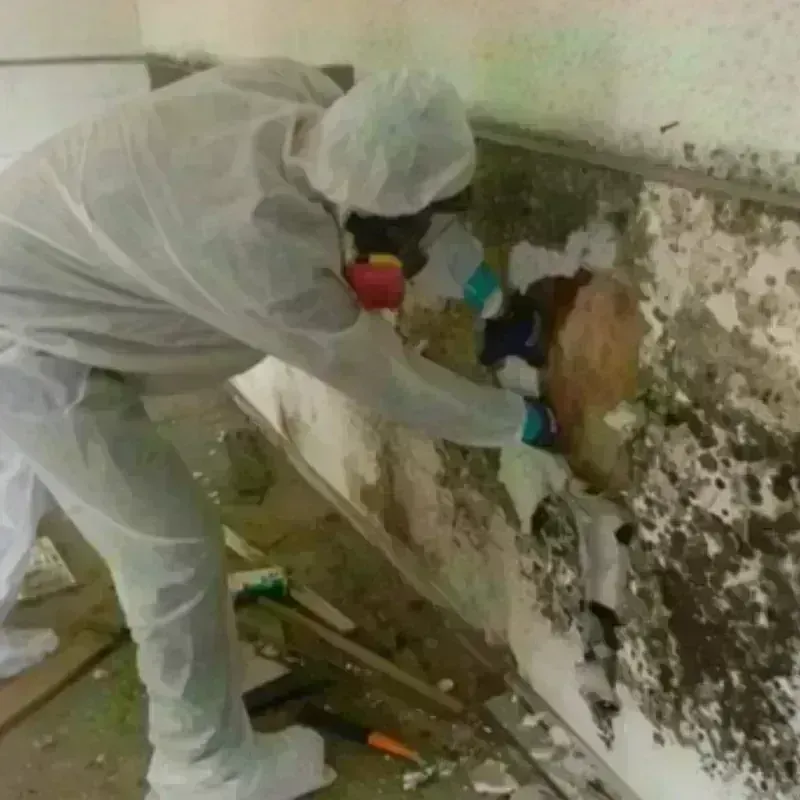 Mold Remediation and Removal in Gallia County, OH